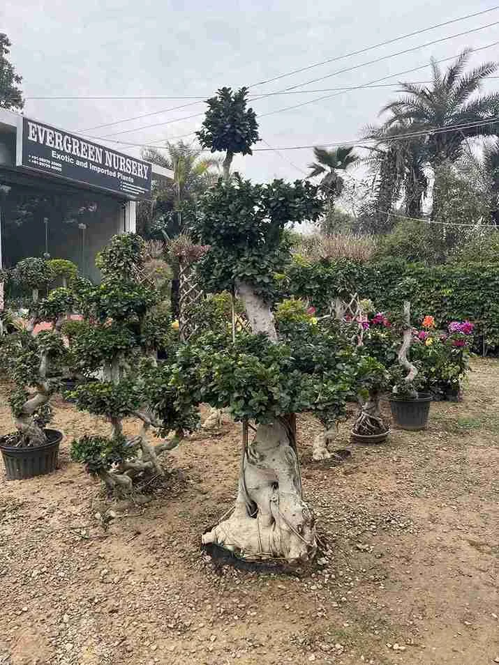 Bonsai Plants