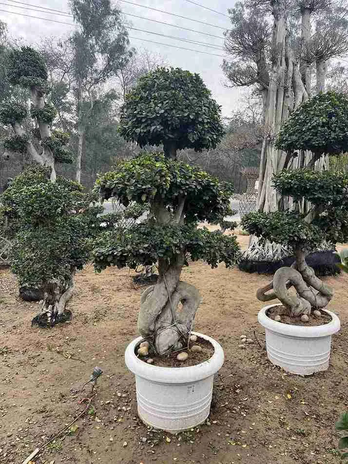 Bonsai Plants 3