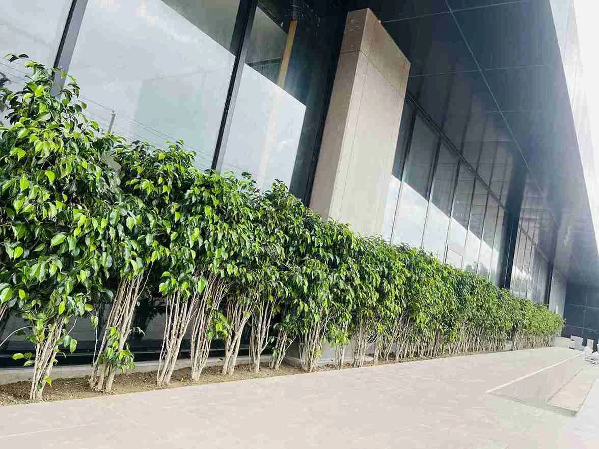 Wallside Cover Plants 5