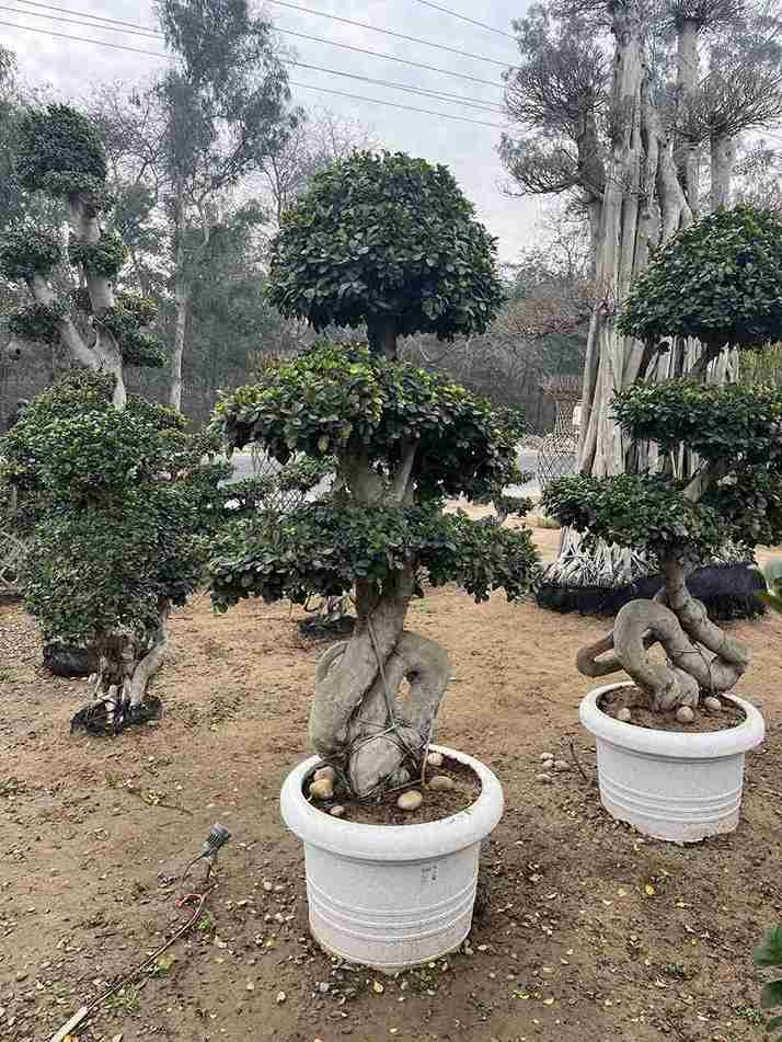 International Bonsai and Plants supply - 3