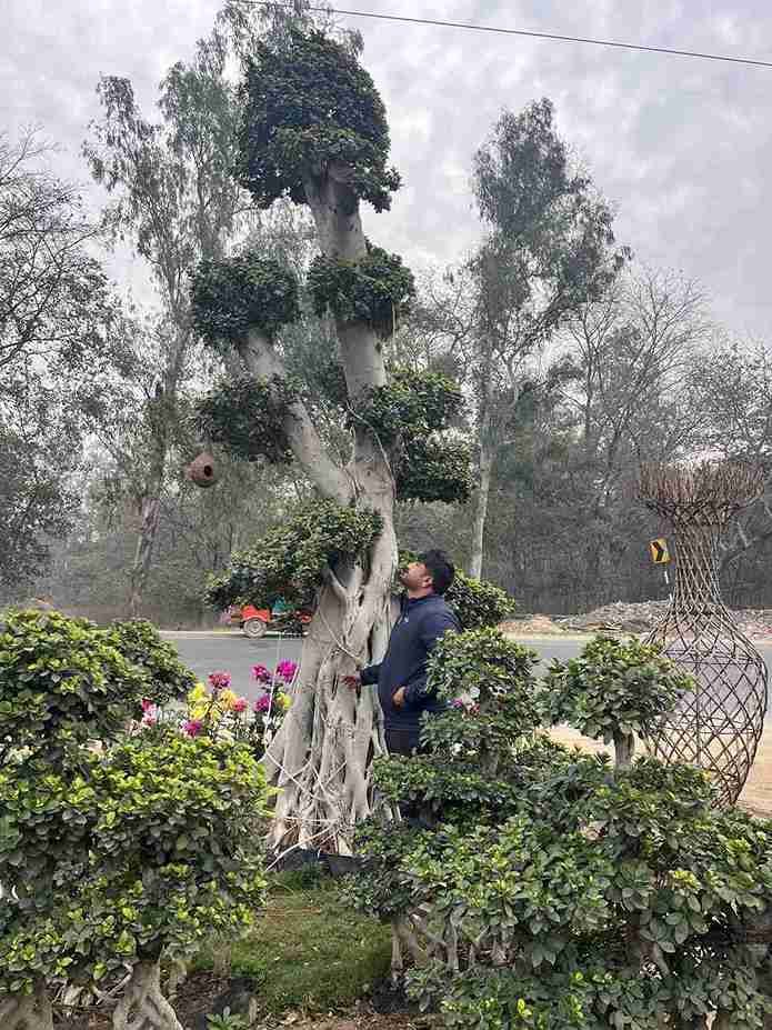 International Bonsai and Plants supply - 5