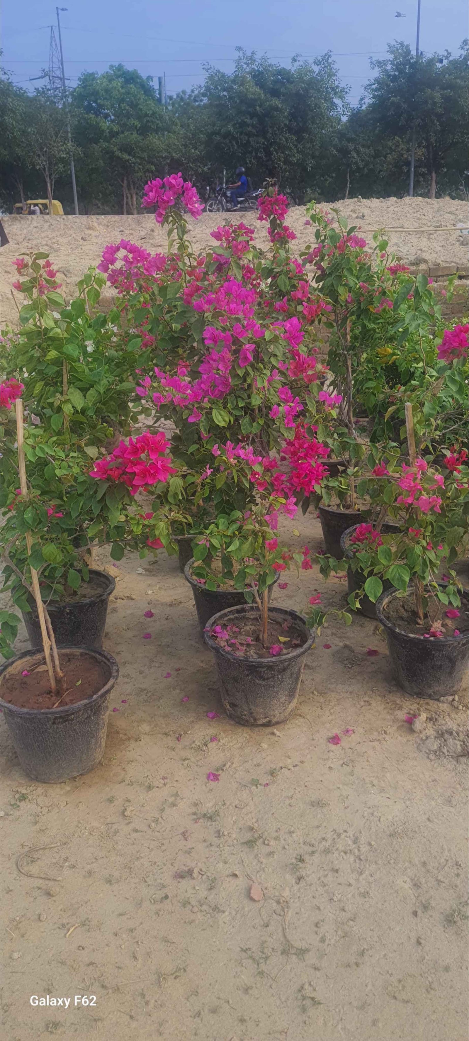 Landscaping Grass and Plants