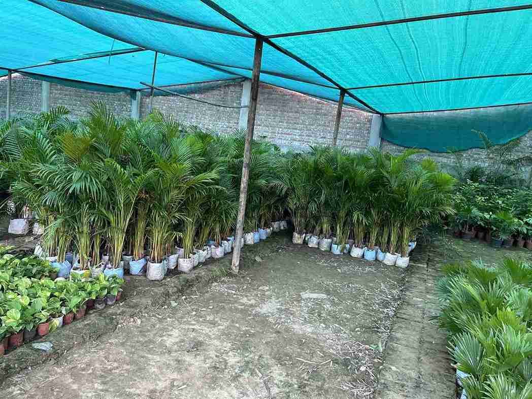 Timber Plants Supply